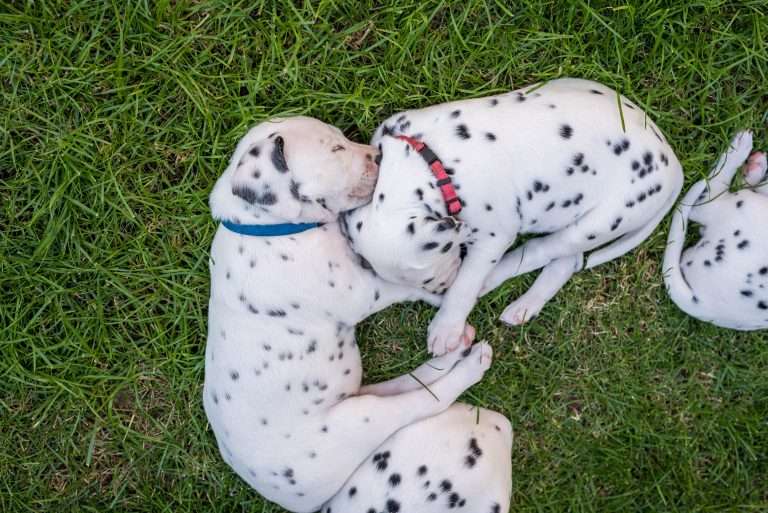 A-Wurf 38. Lebenstag - Draußen (2)