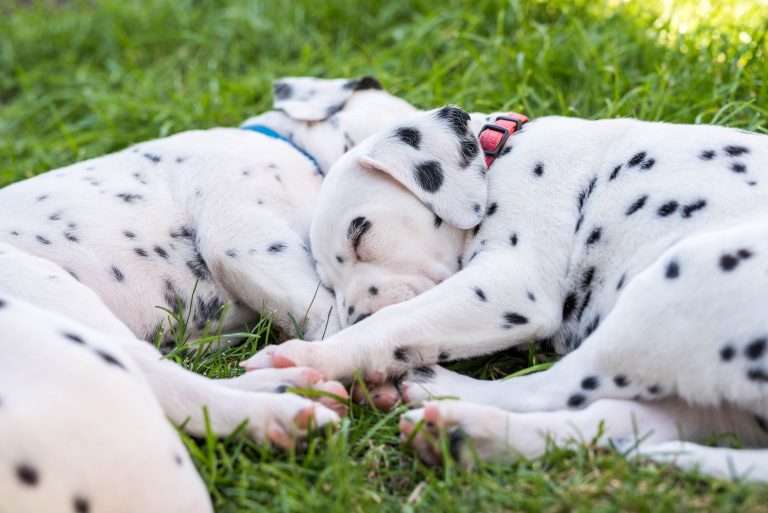 A-Wurf 38. Lebenstag - Draußen (3)