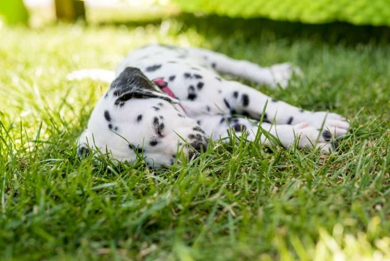 A-Wurf 38. Lebenstag - Draußen (4)