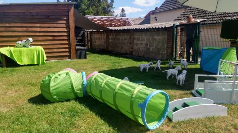 A-Wurf 38. Lebenstag - Draußen (5)