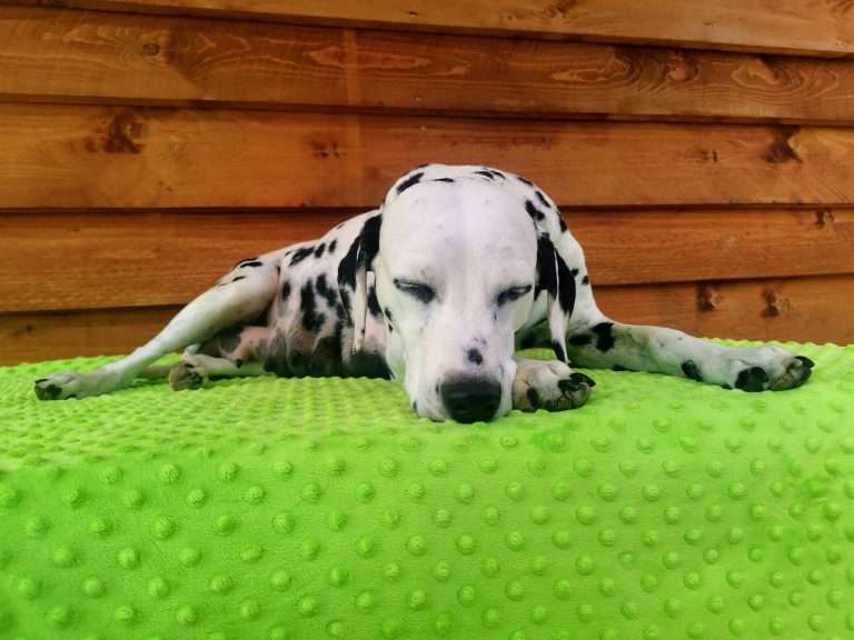 A-Wurf 38. Lebenstag - Draußen (6)