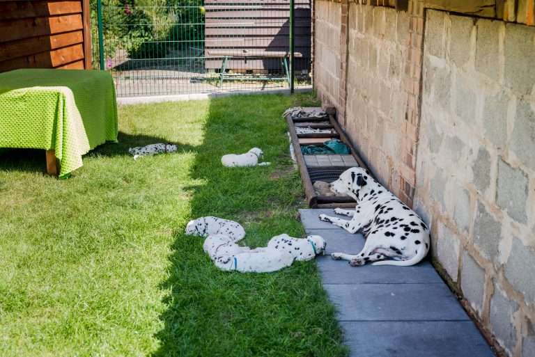 A-Wurf 38. Lebenstag - Draußen (7)