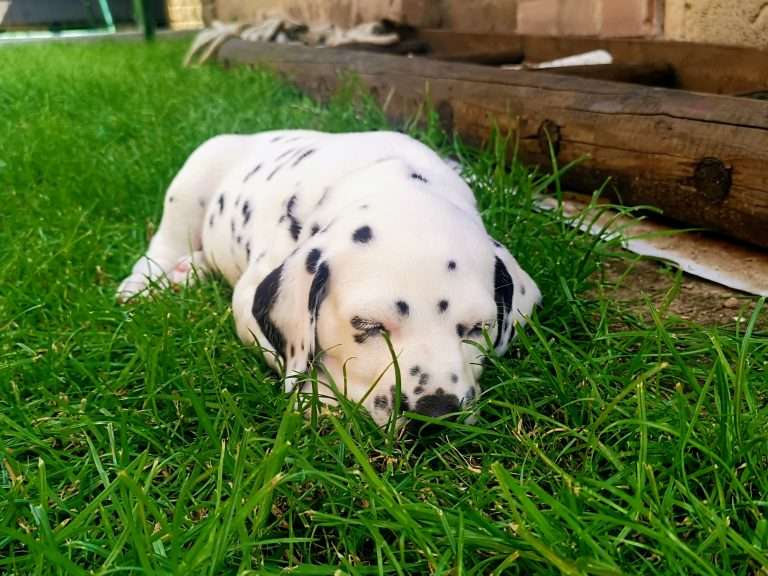 A-Wurf 38. Lebenstag - Draußen (8)