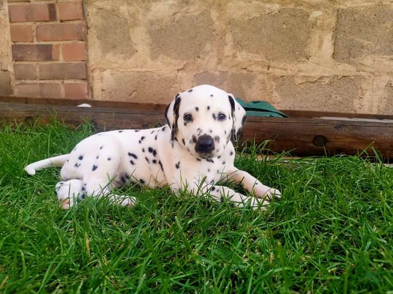 A-Wurf 38. Lebenstag - Draußen (9)