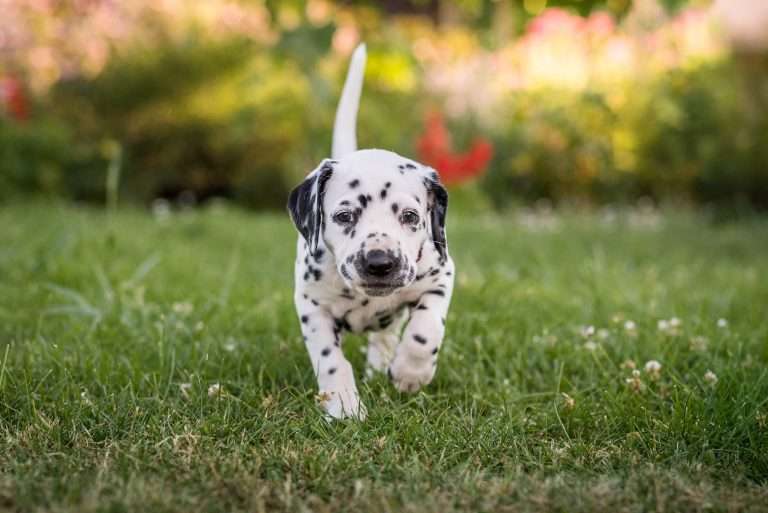 A-Wurf 38. Lebenstag - Frau Lila (1)