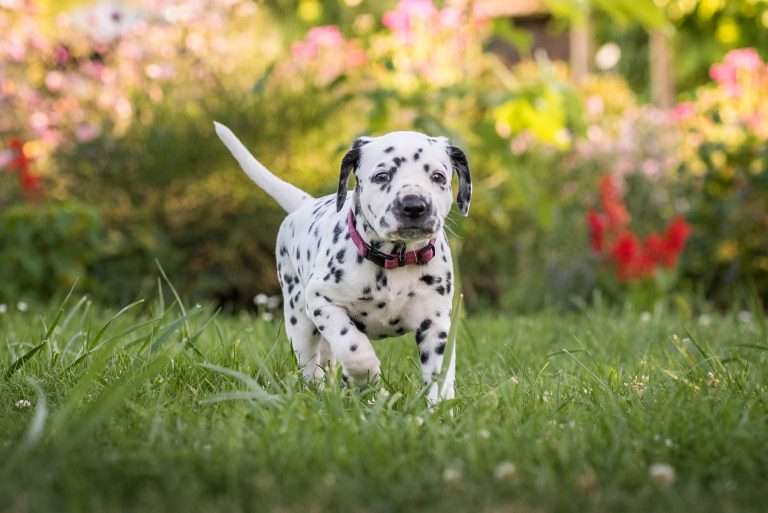 A-Wurf 38. Lebenstag - Frau Lila (3)