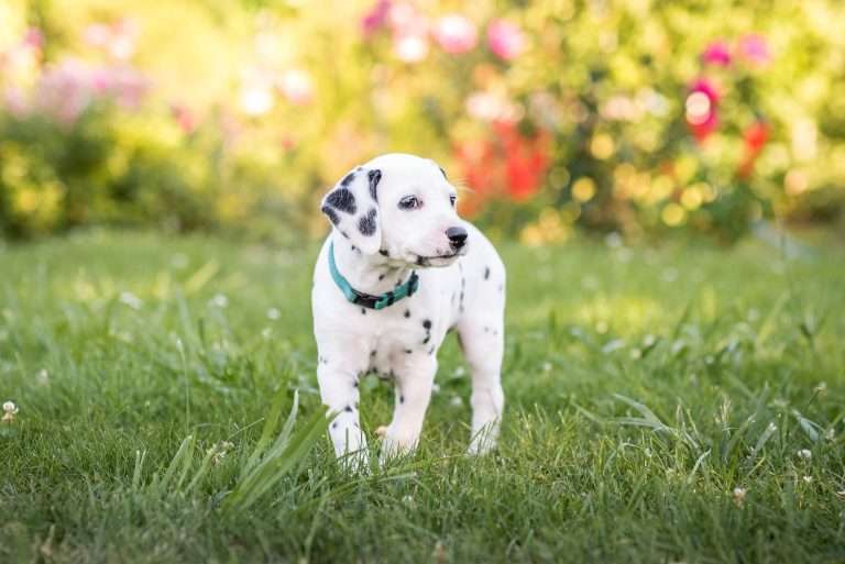 A-Wurf 38. Lebenstag - Frau Mint (2)