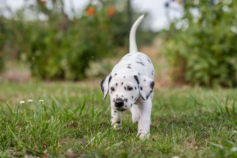 A-Wurf 38. Lebenstag - Frau Orange (1)