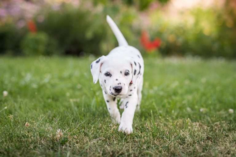 A-Wurf 38. Lebenstag - Frau Rosa (1)