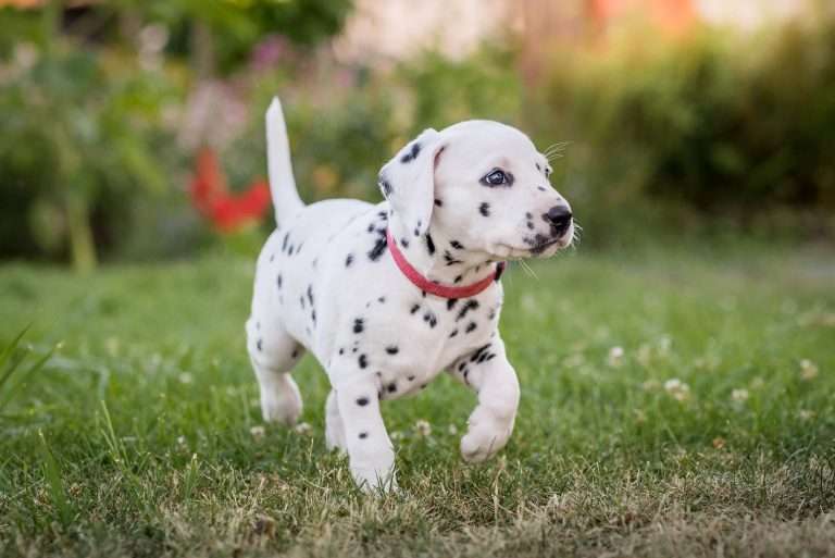 A-Wurf 38. Lebenstag - Frau Rosa (2)