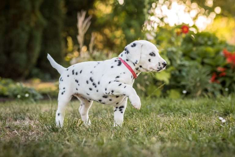 A-Wurf 38. Lebenstag - Frau Rosa (3)