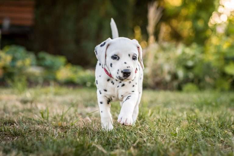 A-Wurf 38. Lebenstag - Frau Rosa (4)