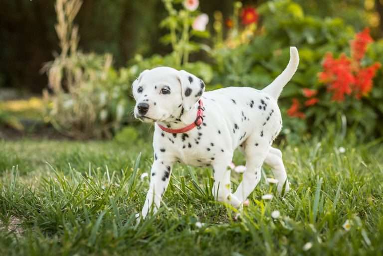 A-Wurf 38. Lebenstag - Frau Rosa (6)