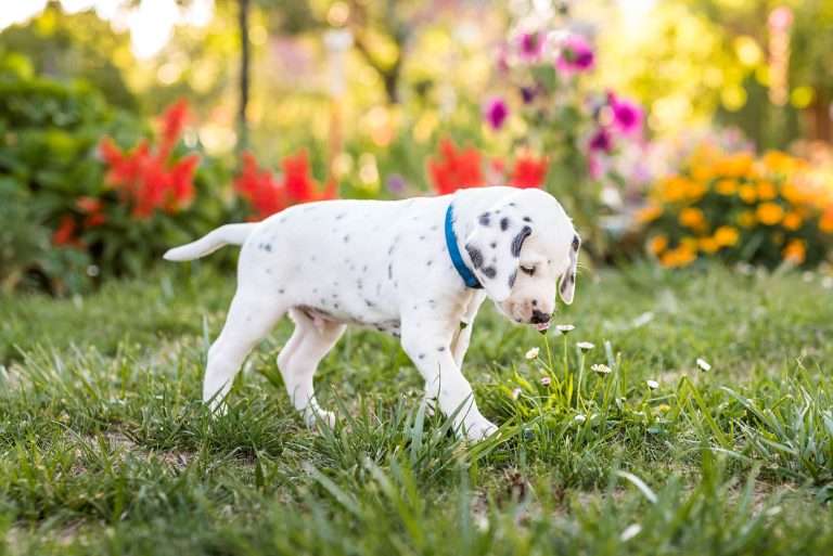 A-Wurf 38. Lebenstag - Herr Blau (1)