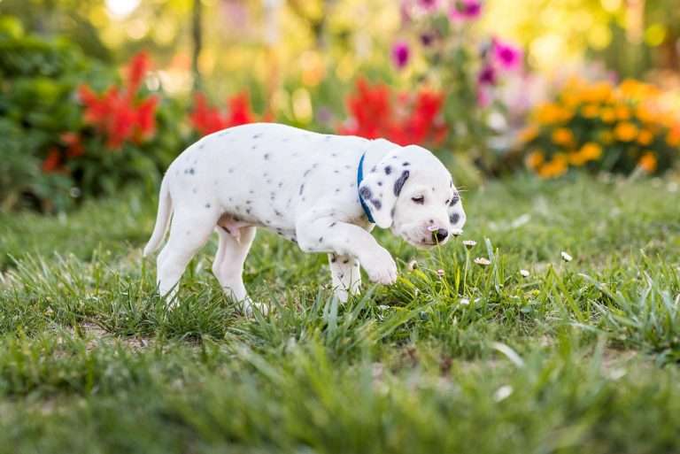 A-Wurf 38. Lebenstag - Herr Blau (2)