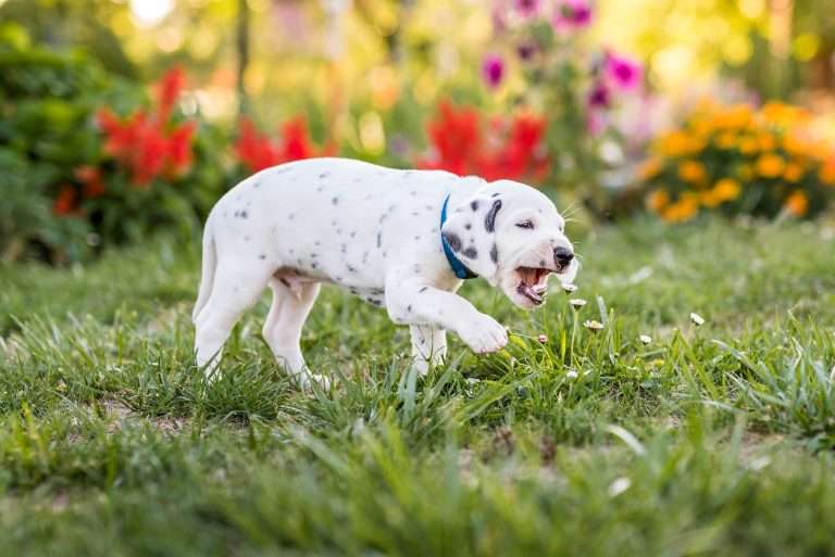 A-Wurf 38. Lebenstag - Herr Blau (3)