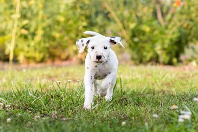 A-Wurf 38. Lebenstag - Herr Grün (2)