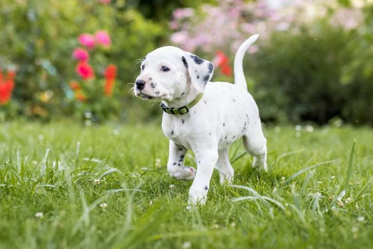 A-Wurf 38. Lebenstag - Herr Grün (3)