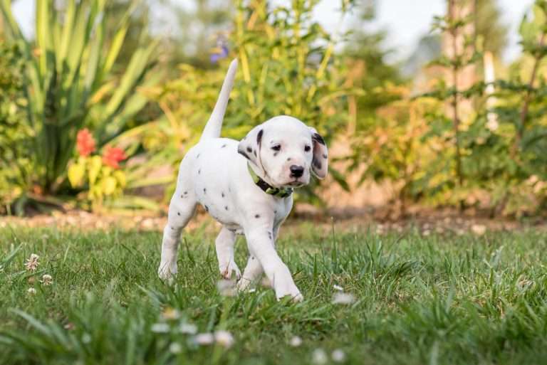 A-Wurf 38. Lebenstag - Herr Grün (4)