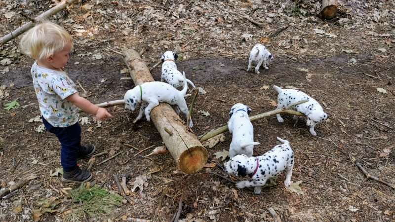 A-Wurf 39. Lebenstag (1)