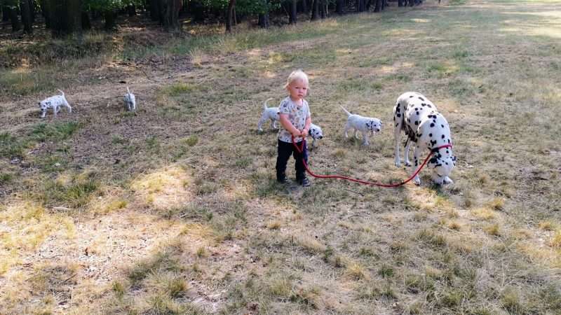 A-Wurf 39. Lebenstag (2)