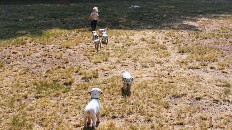 A-Wurf 39. Lebenstag (3)