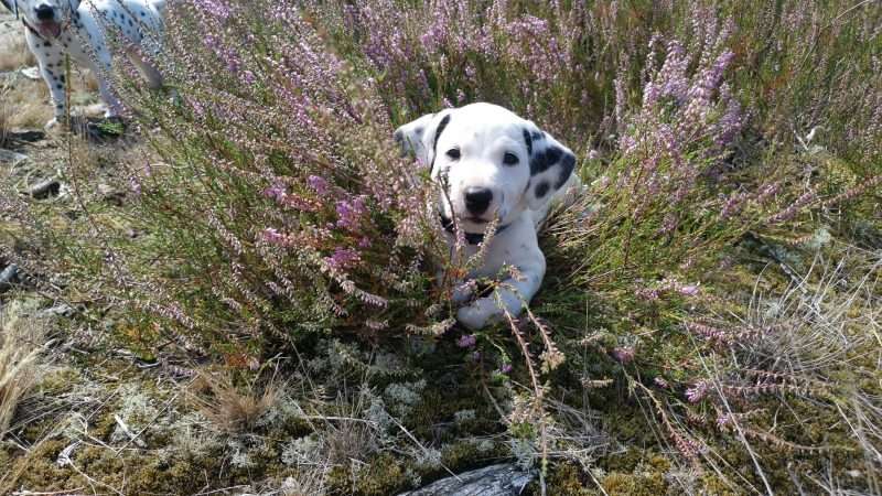 A-Wurf 39. Lebenstag (4)