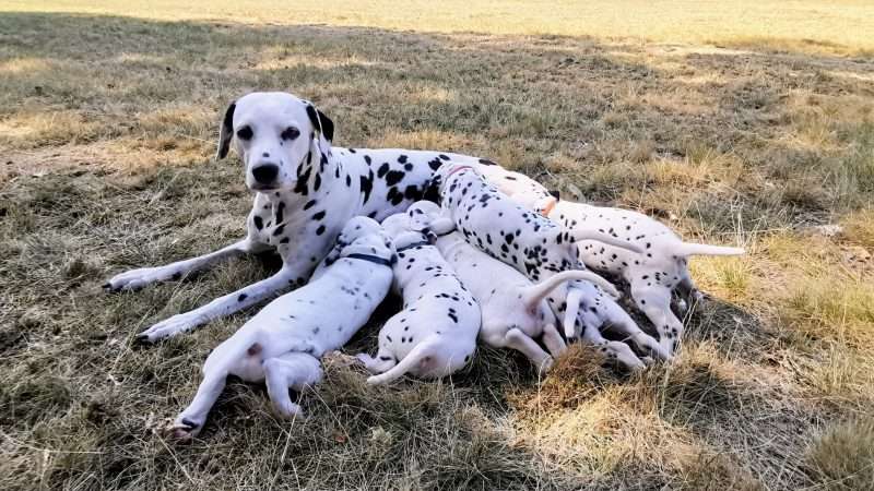 A-Wurf 39. Lebenstag (5)