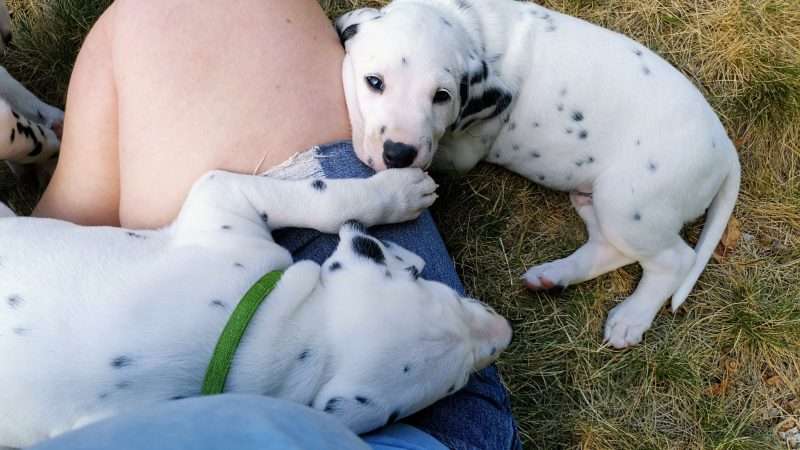 A-Wurf 39. Lebenstag (6)