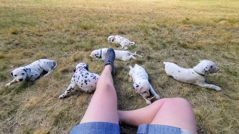 A-Wurf 39. Lebenstag (7)