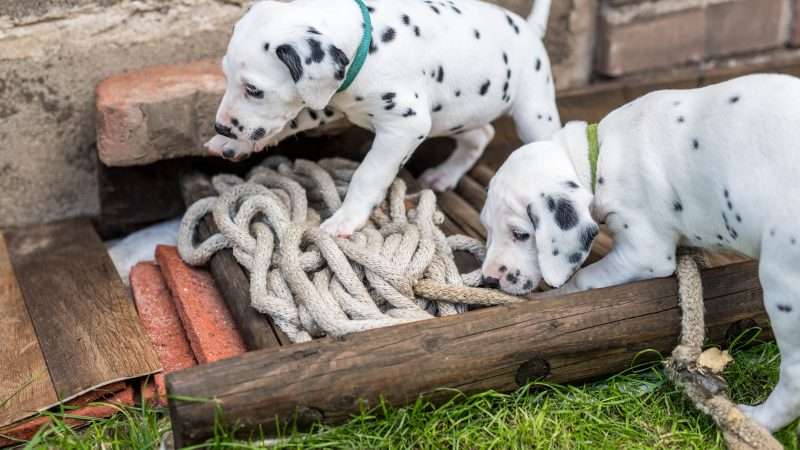 A-Wurf 40. Lebenstag (1)