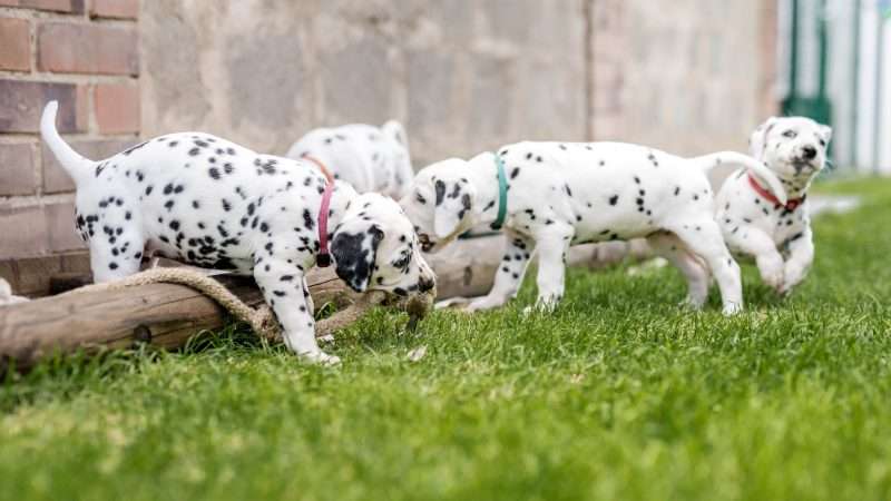 A-Wurf 40. Lebenstag (10)