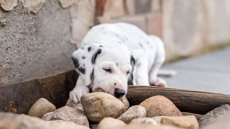 A-Wurf 40. Lebenstag (13)