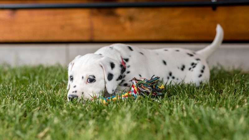 A-Wurf 40. Lebenstag (14)