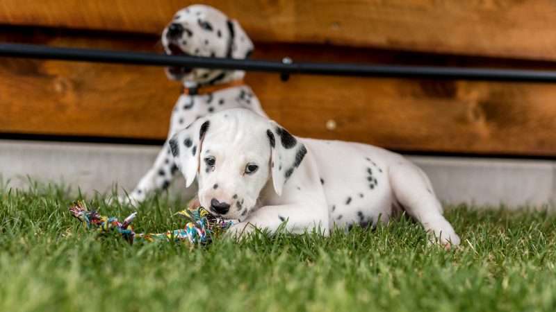 A-Wurf 40. Lebenstag (15)