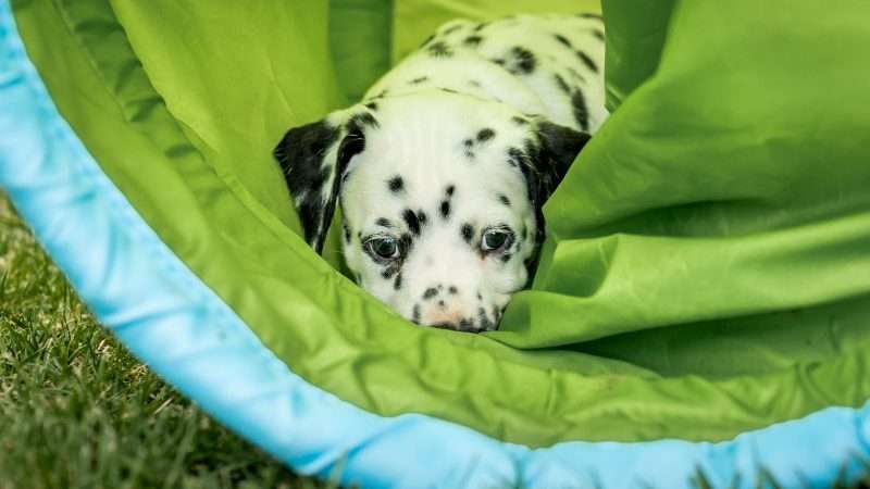 A-Wurf 40. Lebenstag (16)