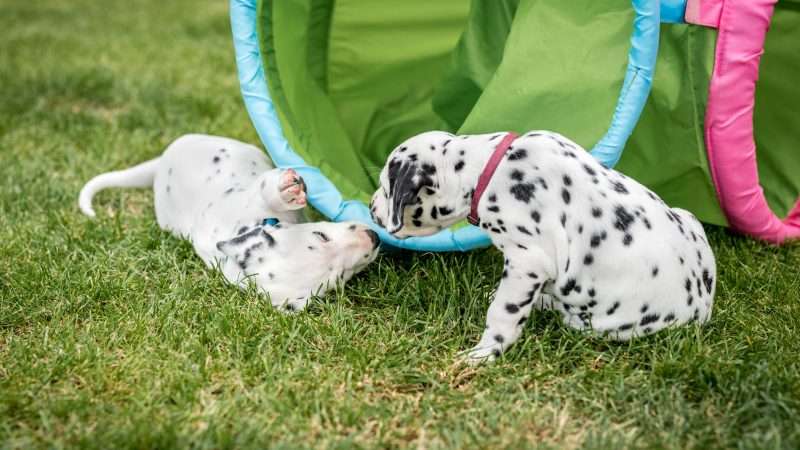 A-Wurf 40. Lebenstag (17)