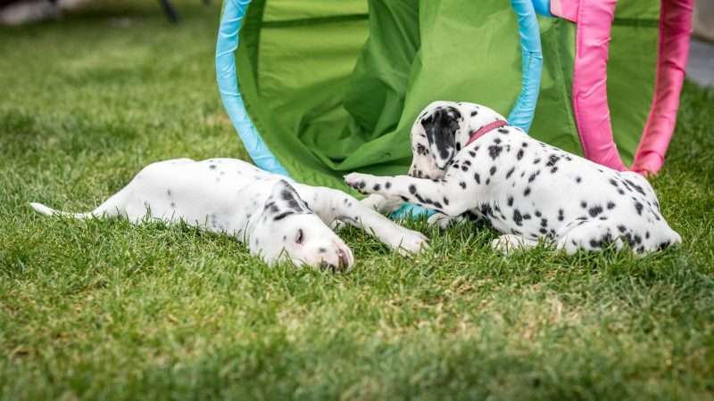 A-Wurf 40. Lebenstag (18)