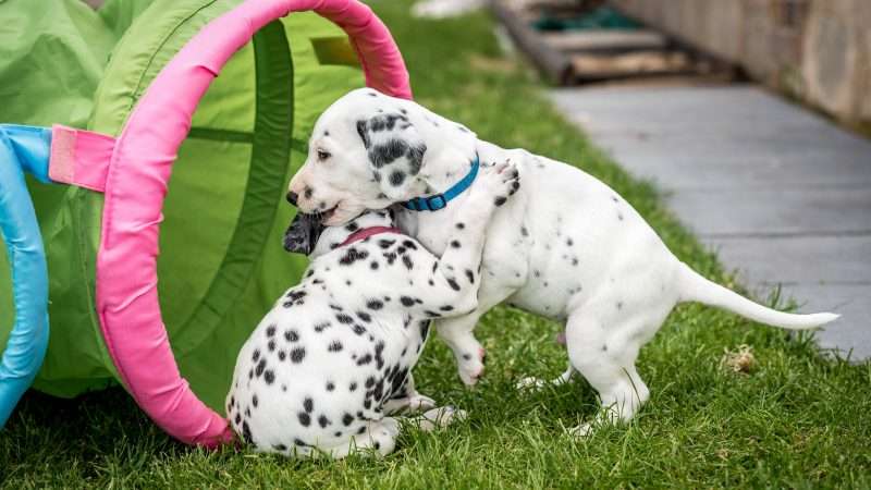 A-Wurf 40. Lebenstag (19)