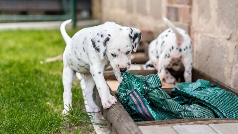 A-Wurf 40. Lebenstag (2)