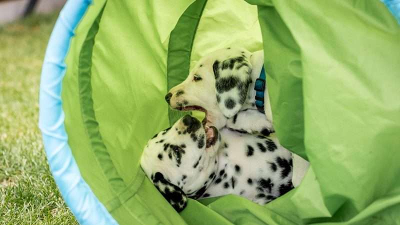 A-Wurf 40. Lebenstag (20)