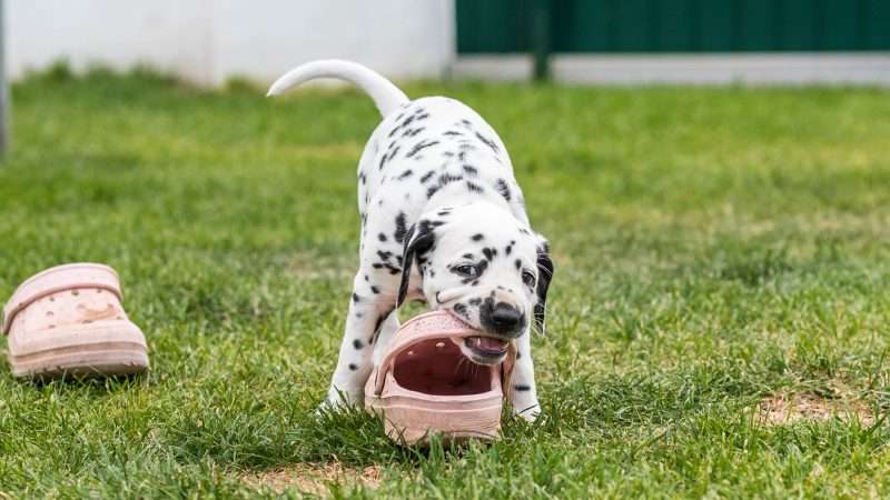 A-Wurf 40. Lebenstag (21)