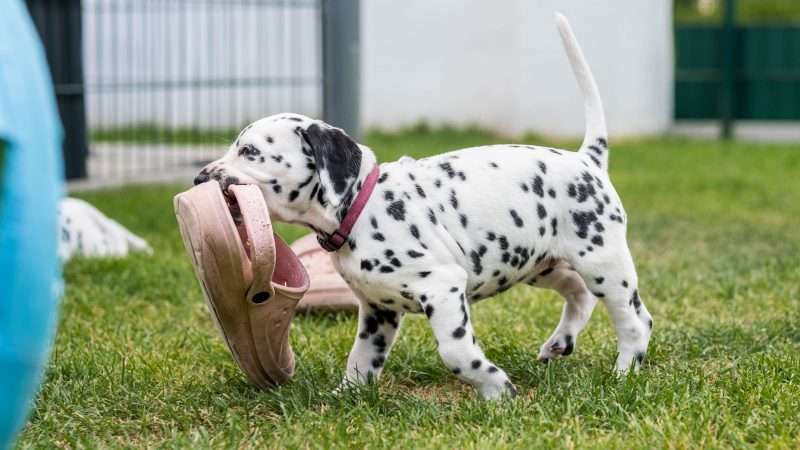 A-Wurf 40. Lebenstag (22)