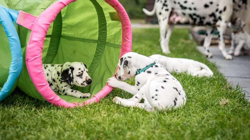 A-Wurf 40. Lebenstag (23)