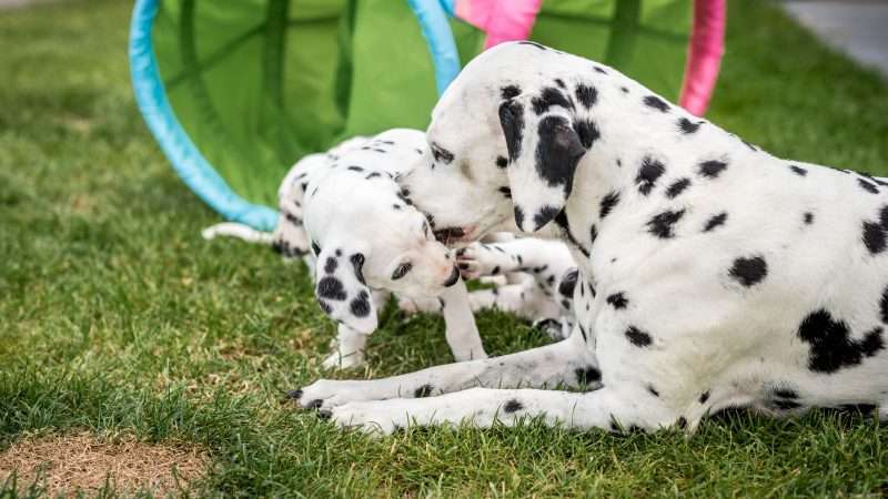 A-Wurf 40. Lebenstag (25)