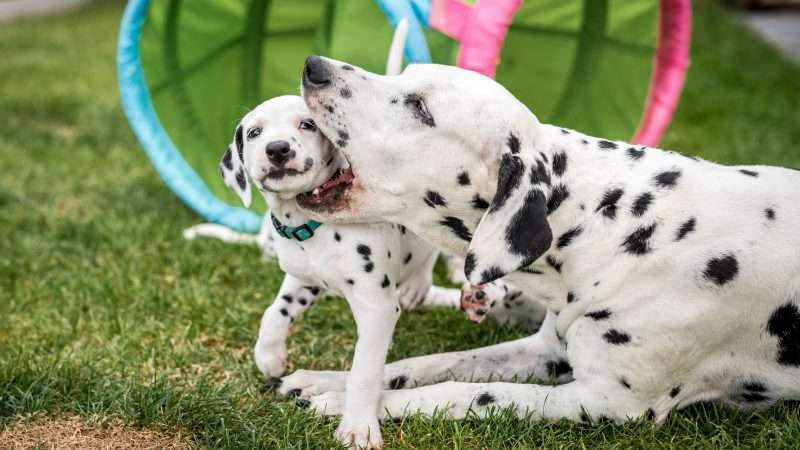 A-Wurf 40. Lebenstag (26)