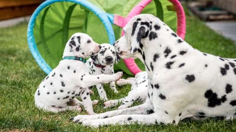 A-Wurf 40. Lebenstag (27)