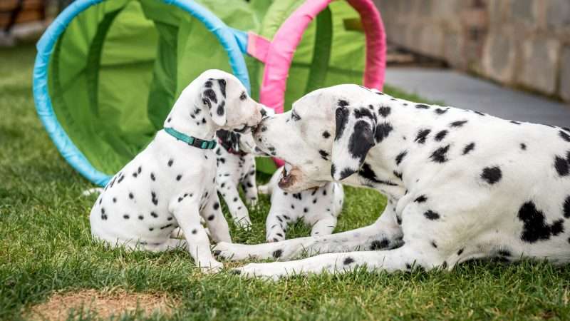 A-Wurf 40. Lebenstag (28)