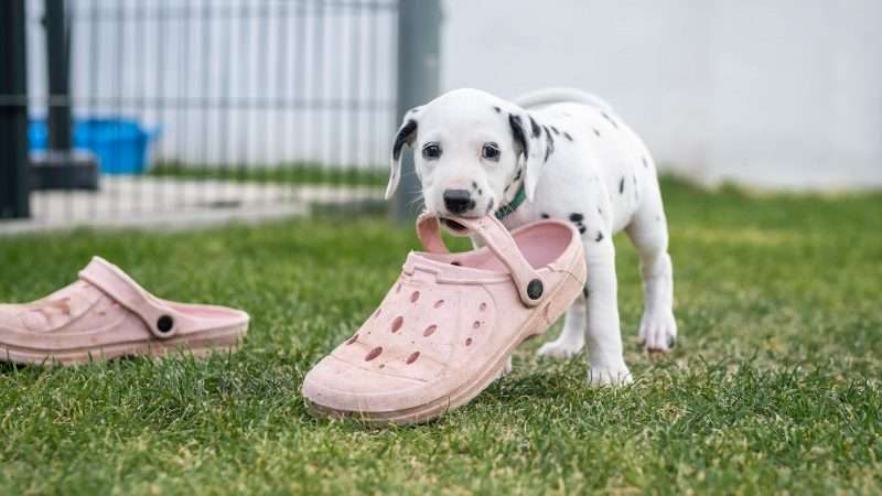 A-Wurf 40. Lebenstag (29)