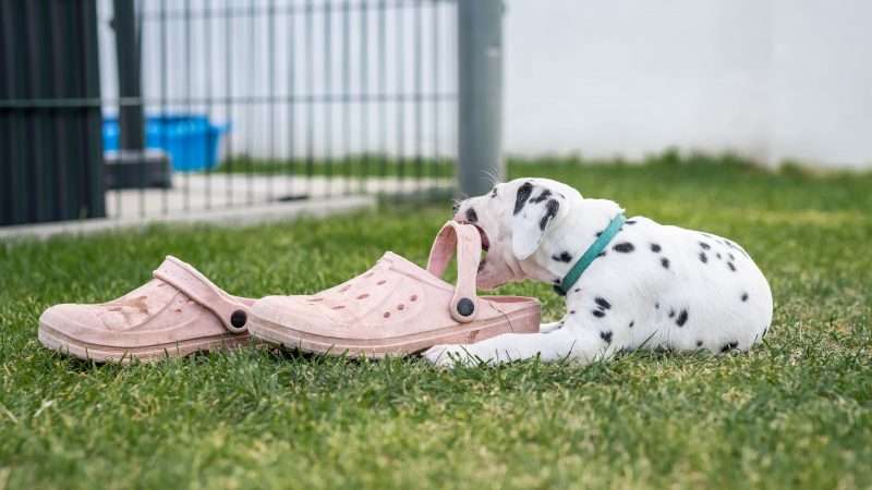 A-Wurf 40. Lebenstag (30)